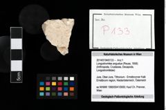 Foto (Objekt + Etikett) von Longodromites angustus (Reuss, 1858)  (NHMW-GEO-2014-0194-0133)